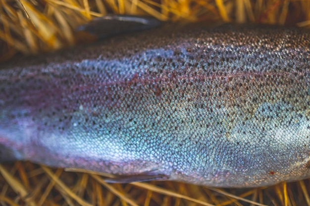 Photo close-up of fish