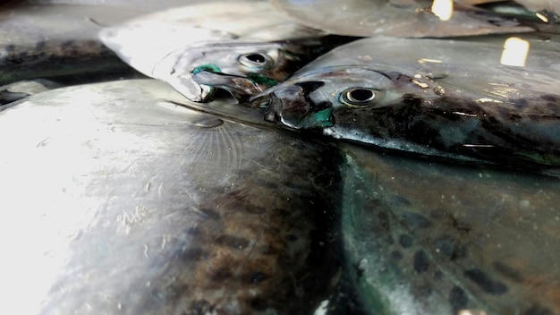 Photo close-up of fish