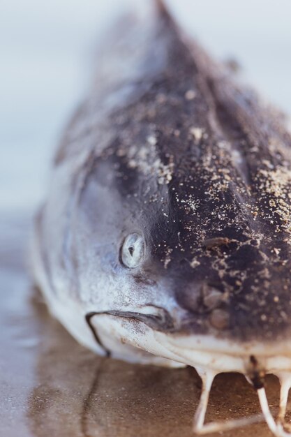 魚のクローズアップ