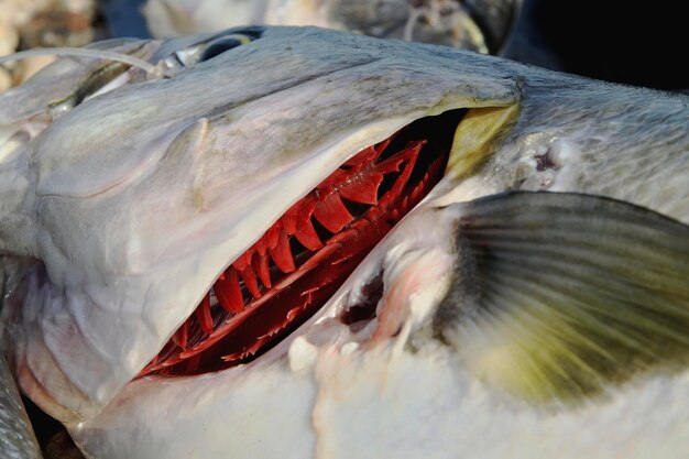 Photo close-up of fish