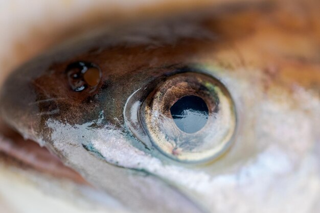 Photo close-up of fish