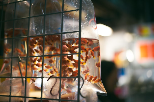 Photo close-up of fishes in bag