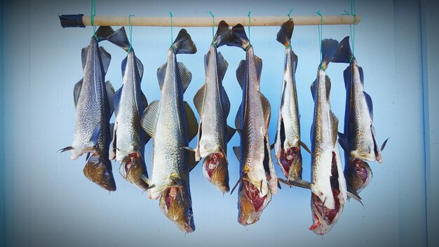 Photo close-up of fishes hanging at market stall