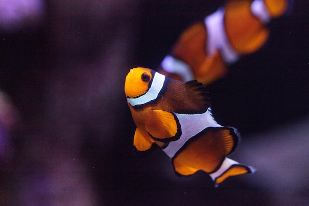 Foto close-up di pesci che nuotano in acquario