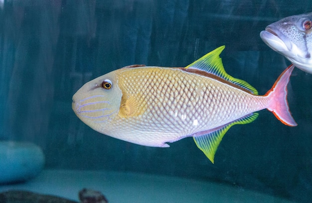 Photo close-up of fishes swimming in aquarium