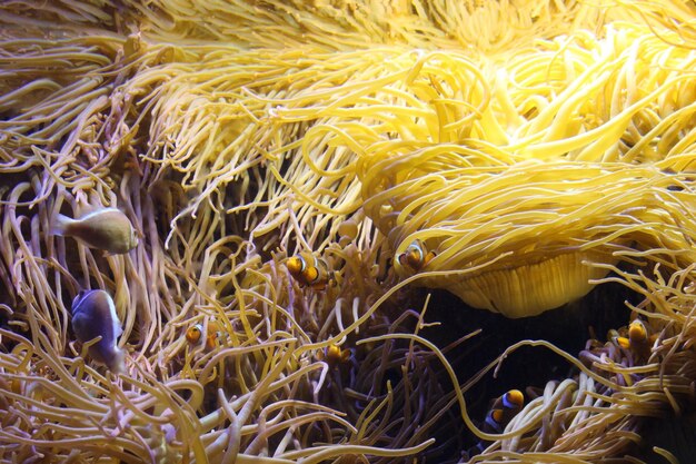 Foto close-up di pesci che nuotano vicino ai coralli in mare