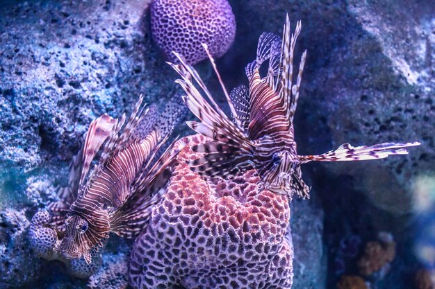 Foto prossimo piano di pesci che nuotano in mare