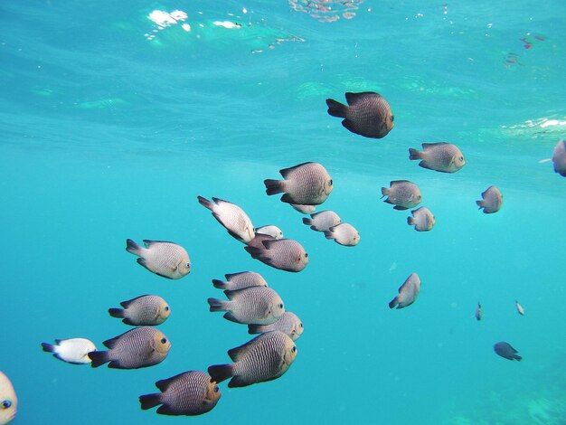 Foto prossimo piano di pesci che nuotano in mare