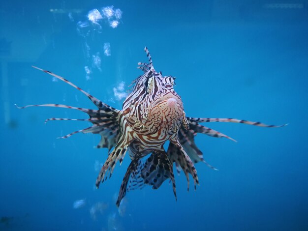 Close-up of fishes swimming in sea