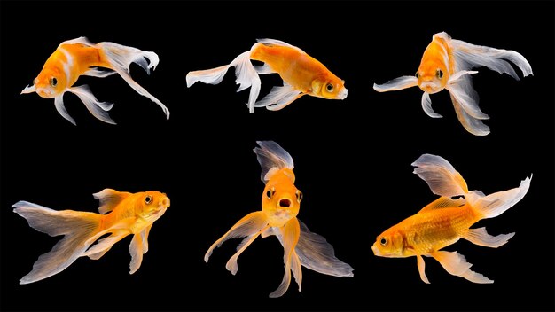 Photo close-up of fishes swimming in sea