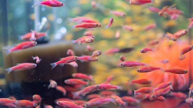 Foto close-up di pesci che nuotano nell'acquario