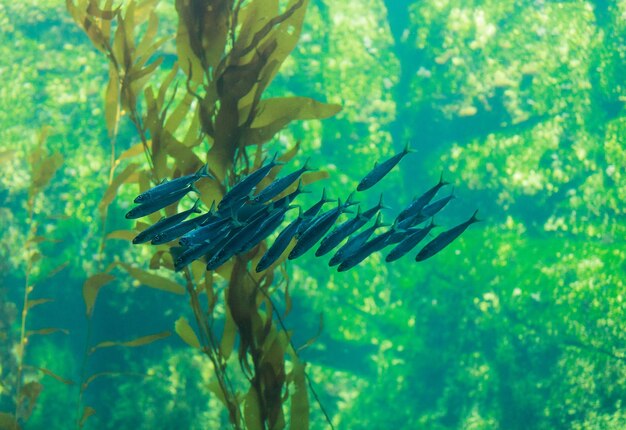 Foto prossimo piano di pesci che nuotano in acqua