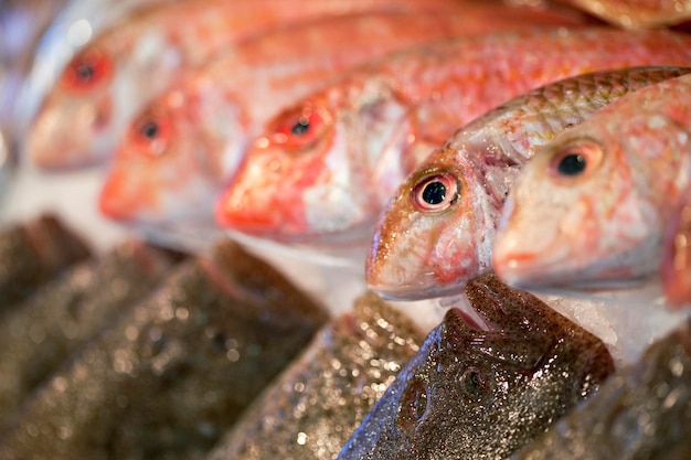 Close up of fishes