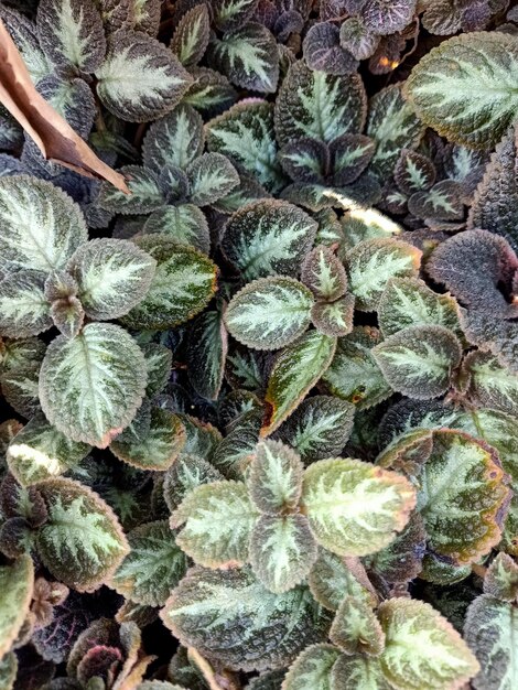 Close up of flame violet plant