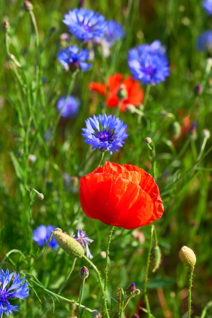 Close-up on flaming red poppies and bright blue cornflowers outdoors on a field in end of May