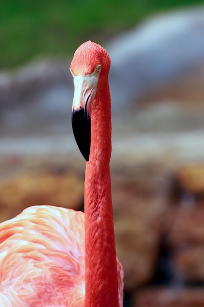 Photo close-up of flamingo against rocks