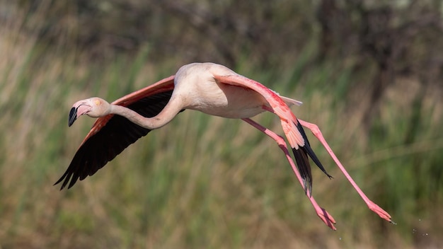 Photo close-up of flamingo flying against plants