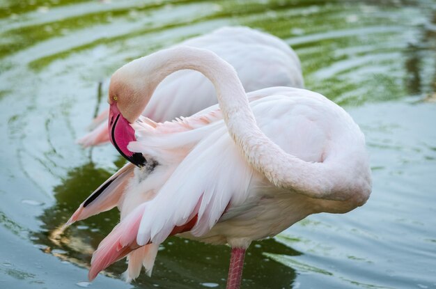 Photo close-up of flamingo in lake