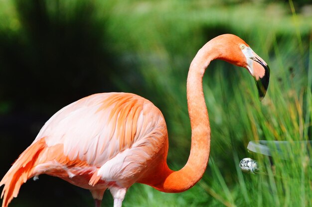 Photo close-up of flamingo