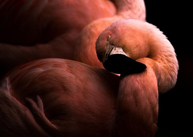 Photo close-up of flamingo