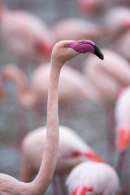 close-up of flamingo