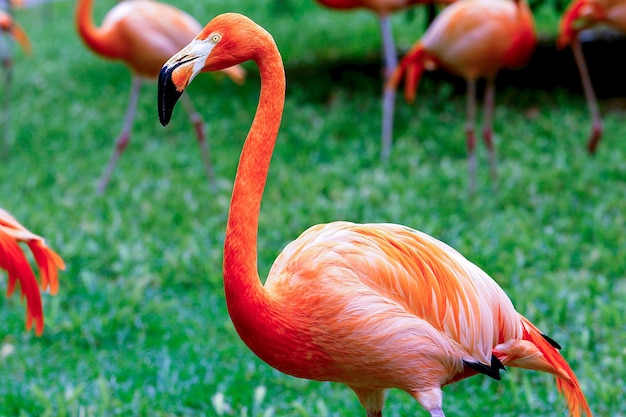 Photo close-up of flamingo