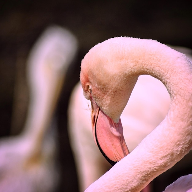 Photo close-up of flamingo