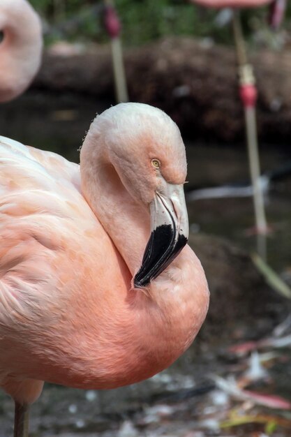 Photo close-up of a flamingo