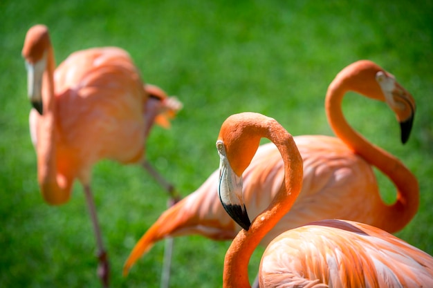 Photo close-up of flamingoes on grass