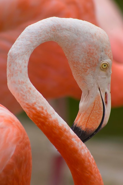 close-up of flamingos outdoors