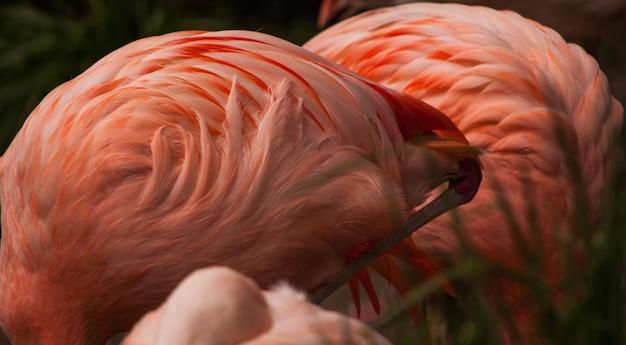 close-up of flamingos