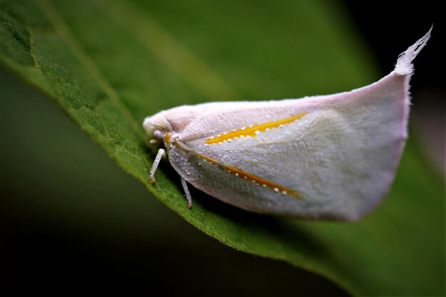 Close-up of flatid planthopper a leaf