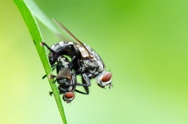 Close-up Flesh Fly (Parasarcophaga ruficornis) paring op het blad op groene achtergrond