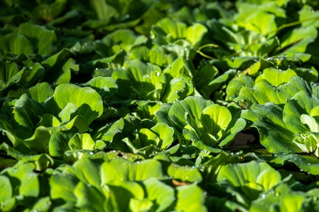 Close up floating water lettuce pistia stratiotes linnaeus plant low key