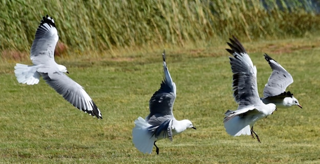 close up of a flock of seagulls flying off