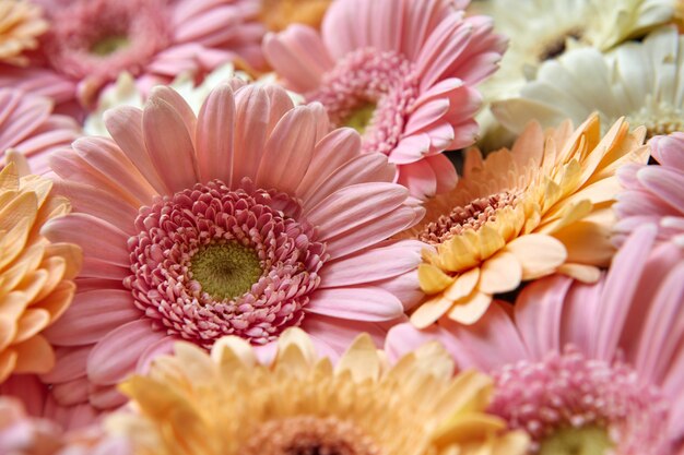 Close-up floral natuurlijke achtergrond van gerbera bloemen, als lay-out voor postkaart op Valentijnsdag of Moederdag