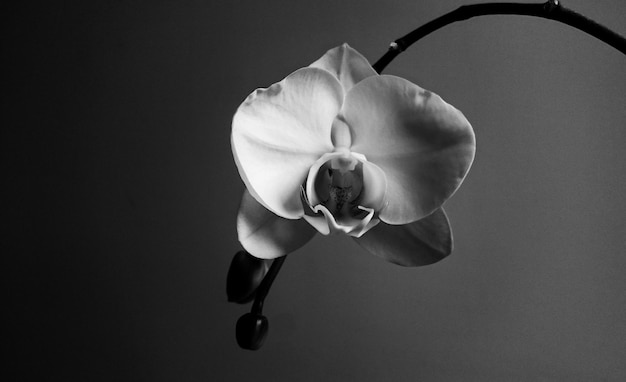 Photo close-up of flower against black background