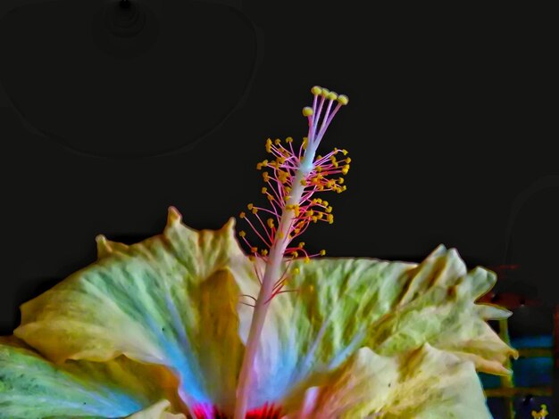 Foto close-up di un fiore su uno sfondo nero