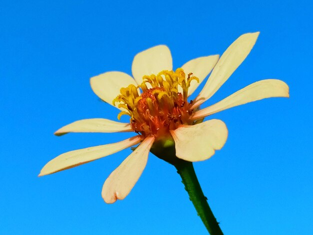 Close-up of flower against blue sky