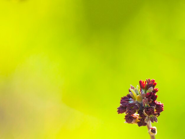 Close-up of flower against blurred background