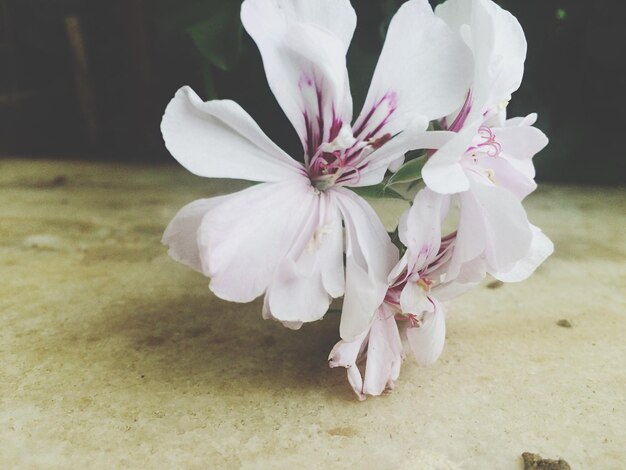 Close-up of flower against blurred background