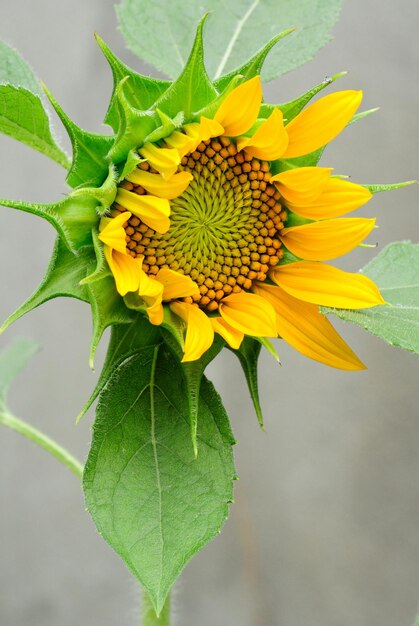 Foto close-up di un fiore sullo sfondo sfocato