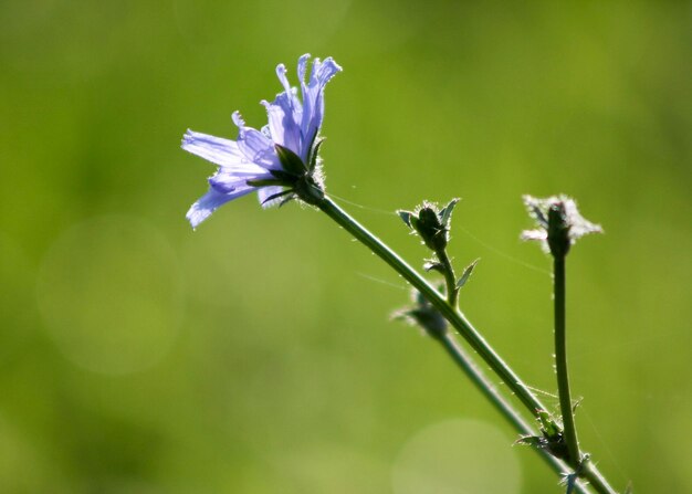 Close-up of flower against blurred background