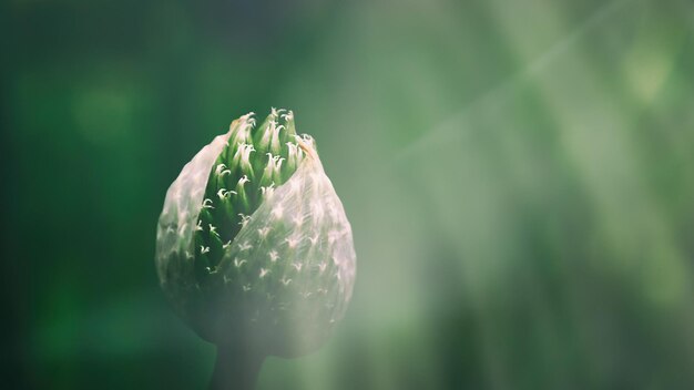 Close-up of flower against blurred background