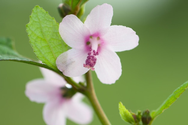 Foto close-up di un fiore sullo sfondo sfocato