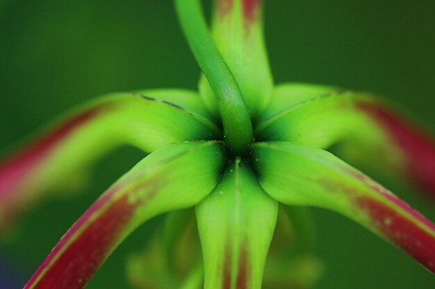 Foto close-up di un fiore sullo sfondo sfocato