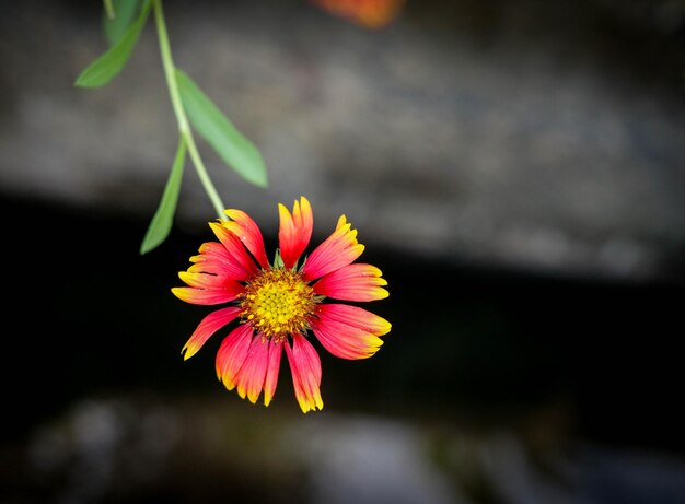 Close-up of flower against blurred background