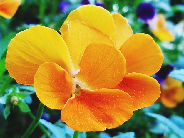 Close-up of flower against blurred background