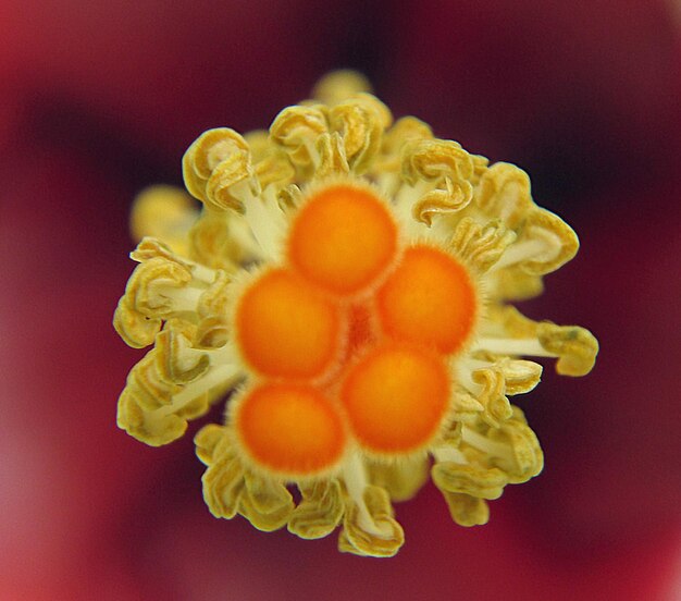 Close-up of flower against blurred background