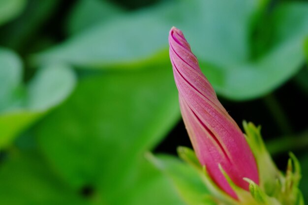 Close-up of flower against blurred background